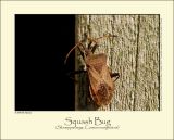 Squash Bug (Skræppetæge / Coreus marginatus)
