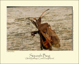 Squash Bug (Skræppetæge / Coreus marginatus)