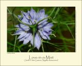 Love-in-a-Mist (Jomfru i det Grnne / Nigella damascena)