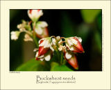 Buckwheat (Boghvede / Fagopyrum esculentum)