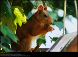 Eurasian Red Squirrel (Egern, Sciurus vulgaris
