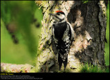 Great Spotted Woodpecker (Stor Flagspætte / Dendrocopos major)