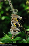 Goldfinch (Stillits / Carduelis carduelis)