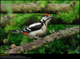 Great Spotted Woodpecker (Stor Flagsptte / Dendrocopos major)