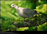 Collared dove (Tyrkerdue / Streptopelia decaocto) (updated:2014-10-06)