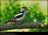 Great Spotted Woodpecker (Stor Flagspætte / Dendrocopos major)