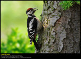 Great Spotted Woodpecker (Stor Flagsptte / Dendrocopos major)