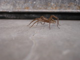 No Tarantula, but shes a terror in the shop