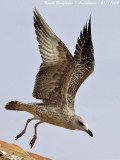 LESSER-BLACK-BACKED-GULL