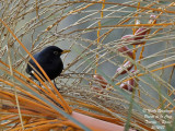 Canarian Blackbird - Turdus merula cabrerae - Merle noir