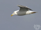 LARUS MICHAELLIS ATLANTIS