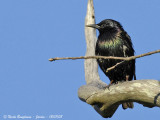 COMMON STARLING