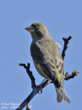 EUROPEAN GREENFINCH