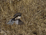 AZURE-WINGED MAGPIE