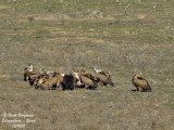 Griffon and Monk Vultures