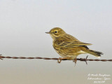 Songbirds of plains and forests of Extremadura