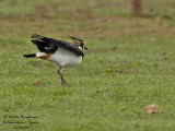 NORTHERN LAPWING