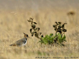 Northern Lapwing birdscapes - Vanellus vanellus - Vanneau huppé