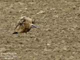 EURASIAN GRIFFON VULTURE in sticky mud