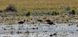 GLOSSY IBIS group