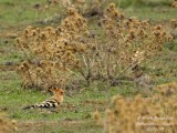 HOOPOE