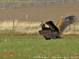 VULTURES ATTRACTED BY FOOD SOURCES