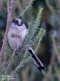 Long-tailed Tit