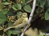 Willow Warbler