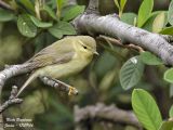 Willow Warbler