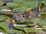 Coypu eating Water-Lily leaf
