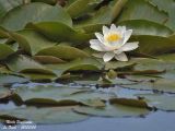 Water Lilies - Nymphaeaceae - Nénuphars