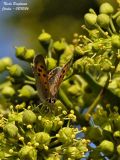 SMALL COOPER - LYCAENA PHLAEAS - CUIVRE COMMUN