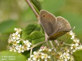 MEADOW BROWN - MANIOLIA JURTINA - MYRTIL