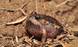 Uperoleia laevigata - Eastern Gungan calling