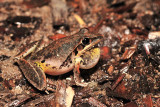 Litoria latopalmata - Broad Palmed Rocketfrog