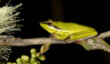 Litoria olongburensis - Wallum Sedge Frog