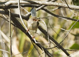 Female Variegated Wren with food for chicks