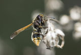 Wasp