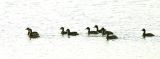 Australasian Grebe chicks