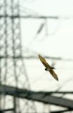 Swallow in flight