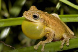 Litoria tyleri