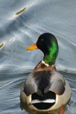 DSC_0932.jpg