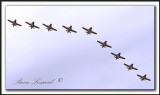 _MG_5952a  -  TUTOR CT-114  /  SNOWBIRDS -  CANADIAN AIR FORCE