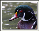 CANARD BRANCHU  /  WOOD DUCK    _MG_6926c