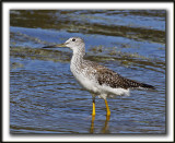 GRAND CHEVALIER   /   GREATER YELLOWLEGS    _MG_7455 c