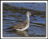 GRAND CHEVALIER   /   GREATER YELLOWLEGS    _MG_7473a
