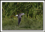 PETIT CHEVALIER   /   LESSER YELLOWLEGS    _MG_7579b