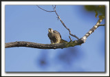 FAUCON PLERIN, juvnile  /  PEREGRINE FALCON, immature    _MG_8381aa