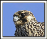 FAUCON PLERIN, juvnile  /  PEREGRINE FALCON, immature    _MG_8253aaa  /   Crop 75%