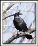 CORNEILLE DAMRIQUE  /  AMERICAN CROW  -  Lheure du lunch, au menu Merle bleu.. ?  /  Lunch time, eating Bluebird    _MG_9792a
